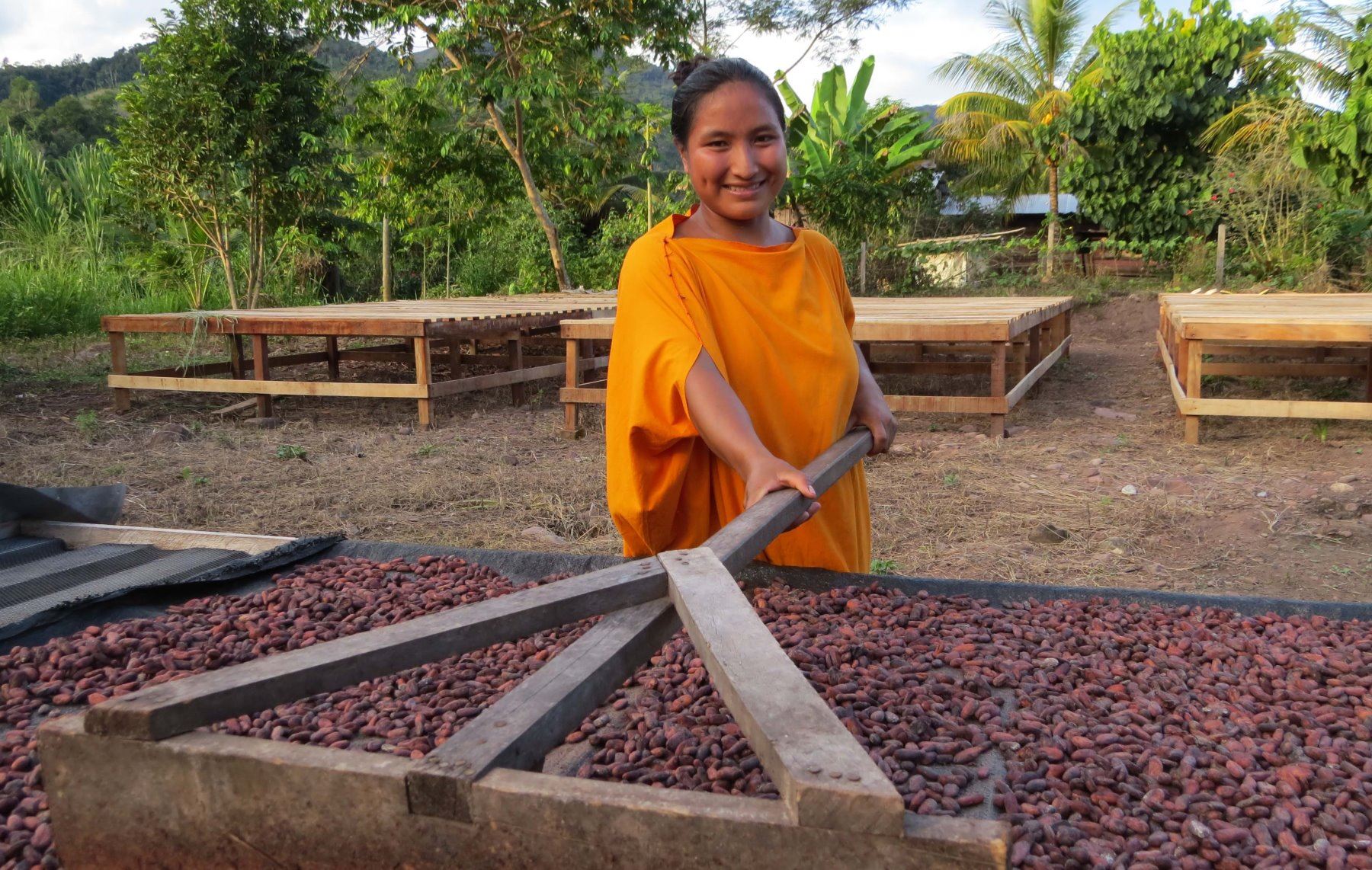 Productores indígenas de la provincia de Satipo se benefician con proyecto para la mejora de cultivo de cacao. ANDINA