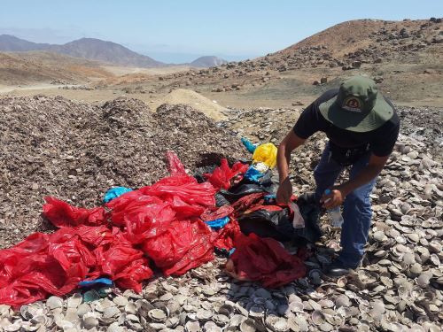 Reciclarán residuos de conchas de abanico en Áncash.