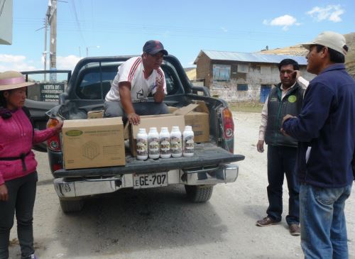 Primera respuesta ante emergencias será la entrega de abono foliar y pastos cultivados. ANDINA/Archivo