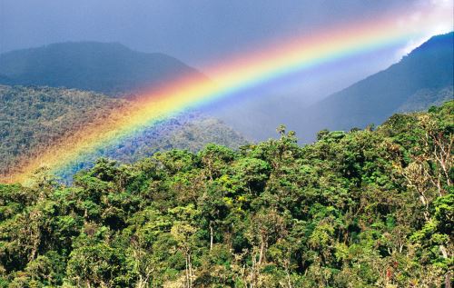 Perú ocupa el cuarto lugar en el mundo como poseedor de bosques tropicales, así como la novena posición entre las naciones con mayor superficie forestal en el planeta, dado que más del 60% de su territorio está compuesto de bosques. ANDINA/Difusión