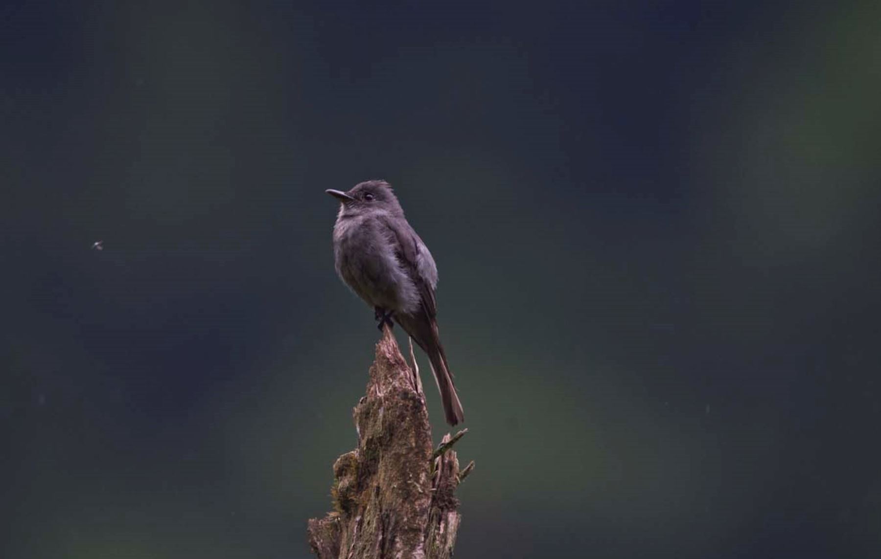 Una variada diversidad de aves se avistó en el Parque Nacional Yanachaga Chemillén, en Oxapampa. FOTO: Promperú