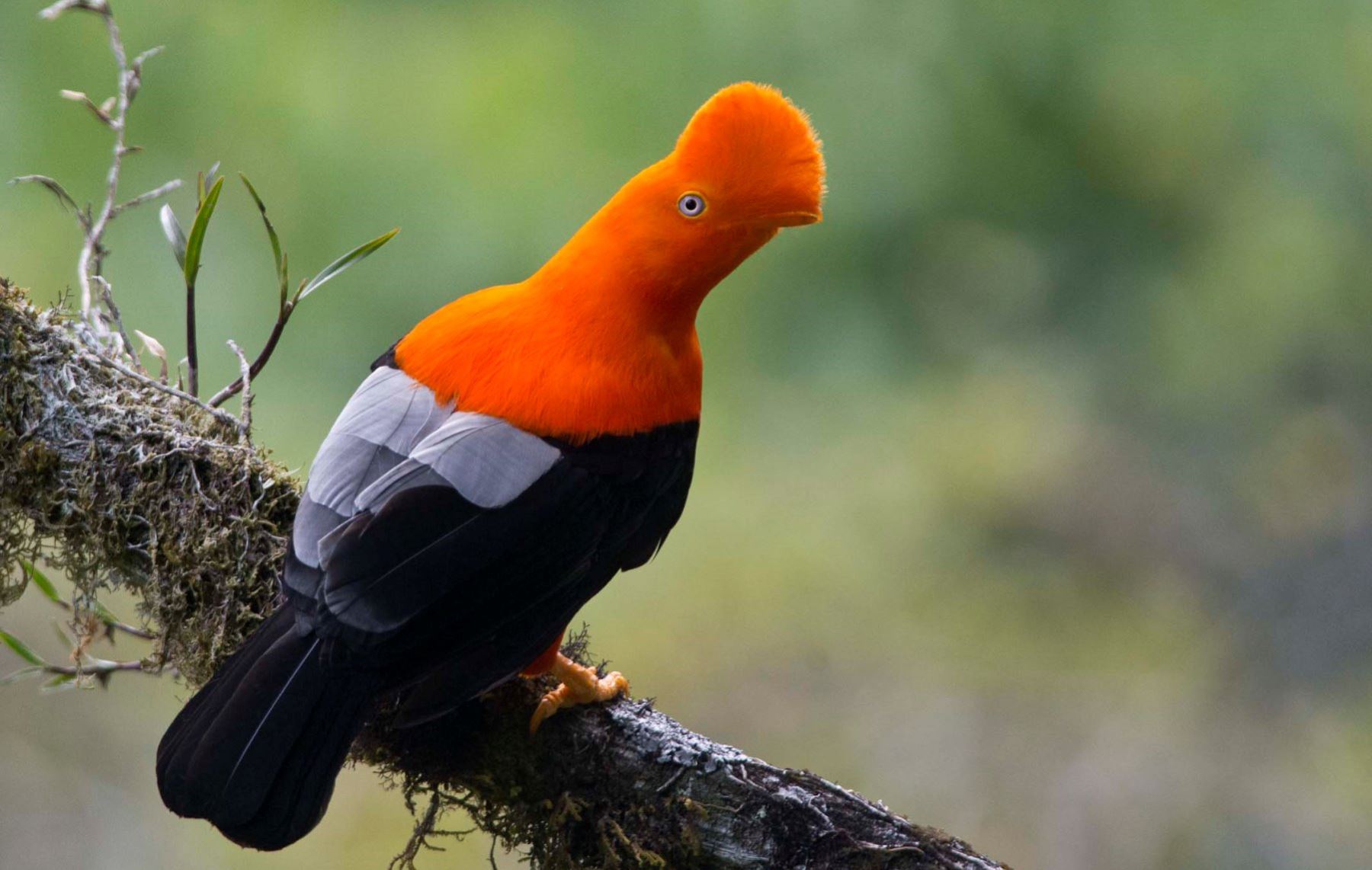 El Gallito de las Rocas, el ave emblemática del Perú, habita en el Parque Nacional Yanachaga Chemillén, en Oxapampa. FOTO: Promperú
