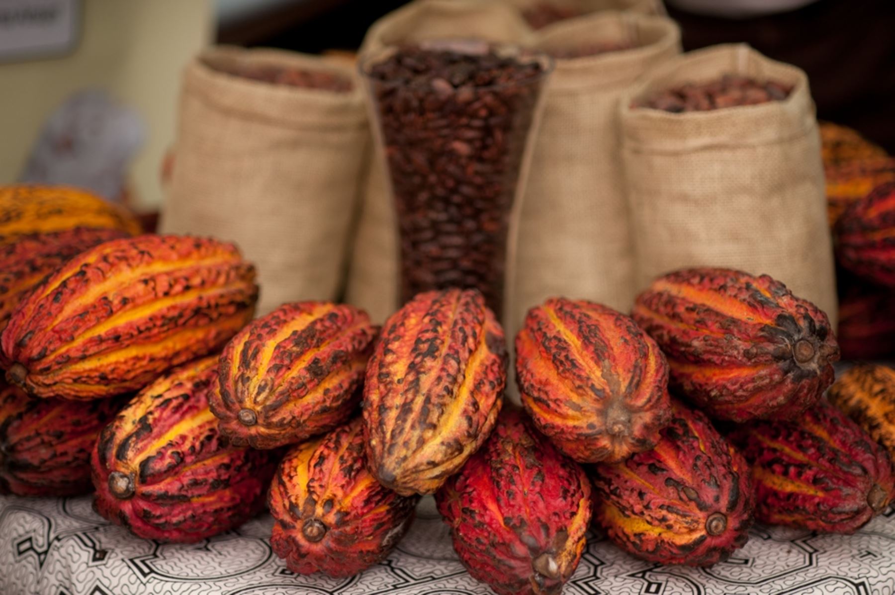 El cacao es uno de los cultivos bandera para el desarrollo alternativo en el Perú y permite a los agricultores dejar de lado los cultivos de hoja de coca e integrarse a una economía lícita.
