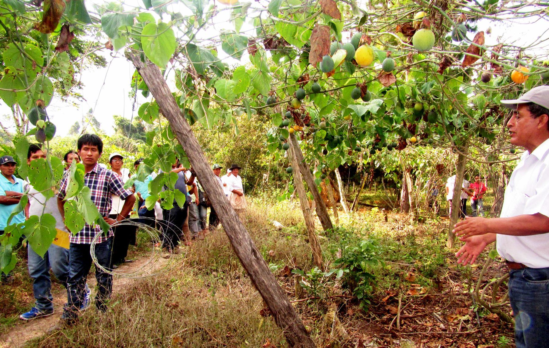 Agricultores del Vraem aprenden sobre cultivo de granadilla durante pasantía en Oxapampa, Pasco. ANDINA