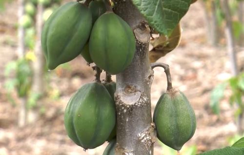 La papaya andina se ha convertido en una importante oportunidad de negocios para los productores de Sandia, en Puno.