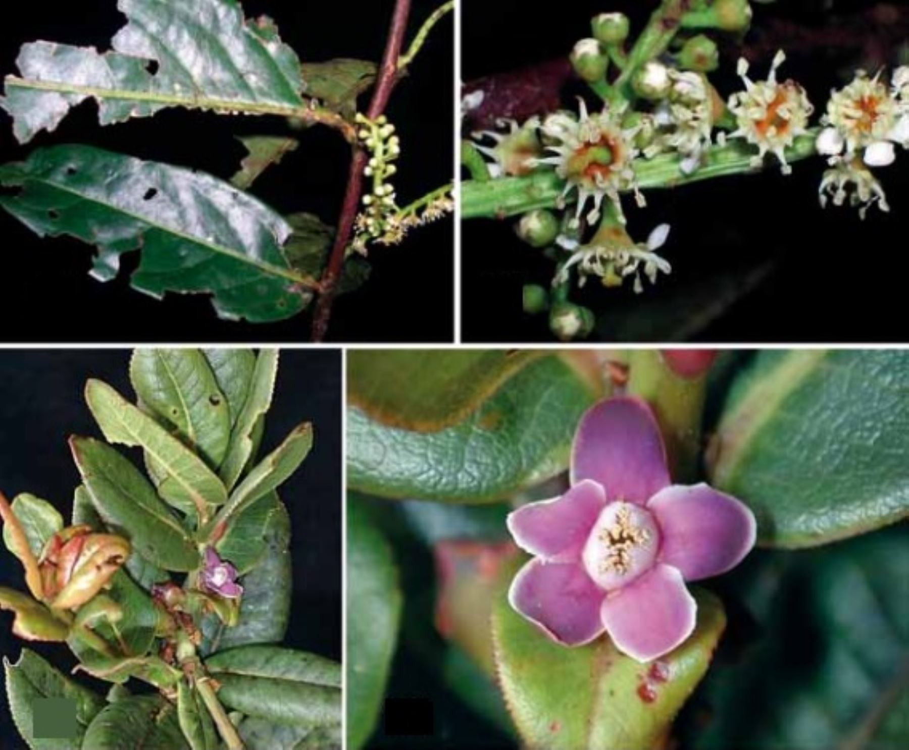 Registran 30 nuevas especies de flores para la ciencia en el Manu.