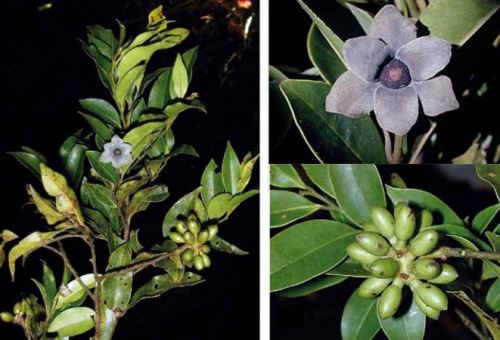 Registran 30 nuevas especies de flores para la ciencia en el Manu.