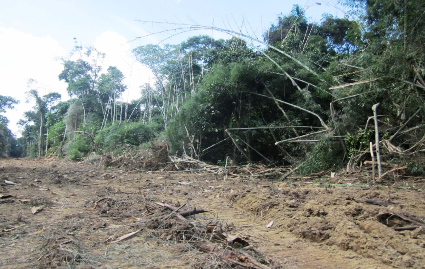 Construcción de carretera afecta biodiversidad de áreas boscosas de Madre de Dios. ANDINA/archivo