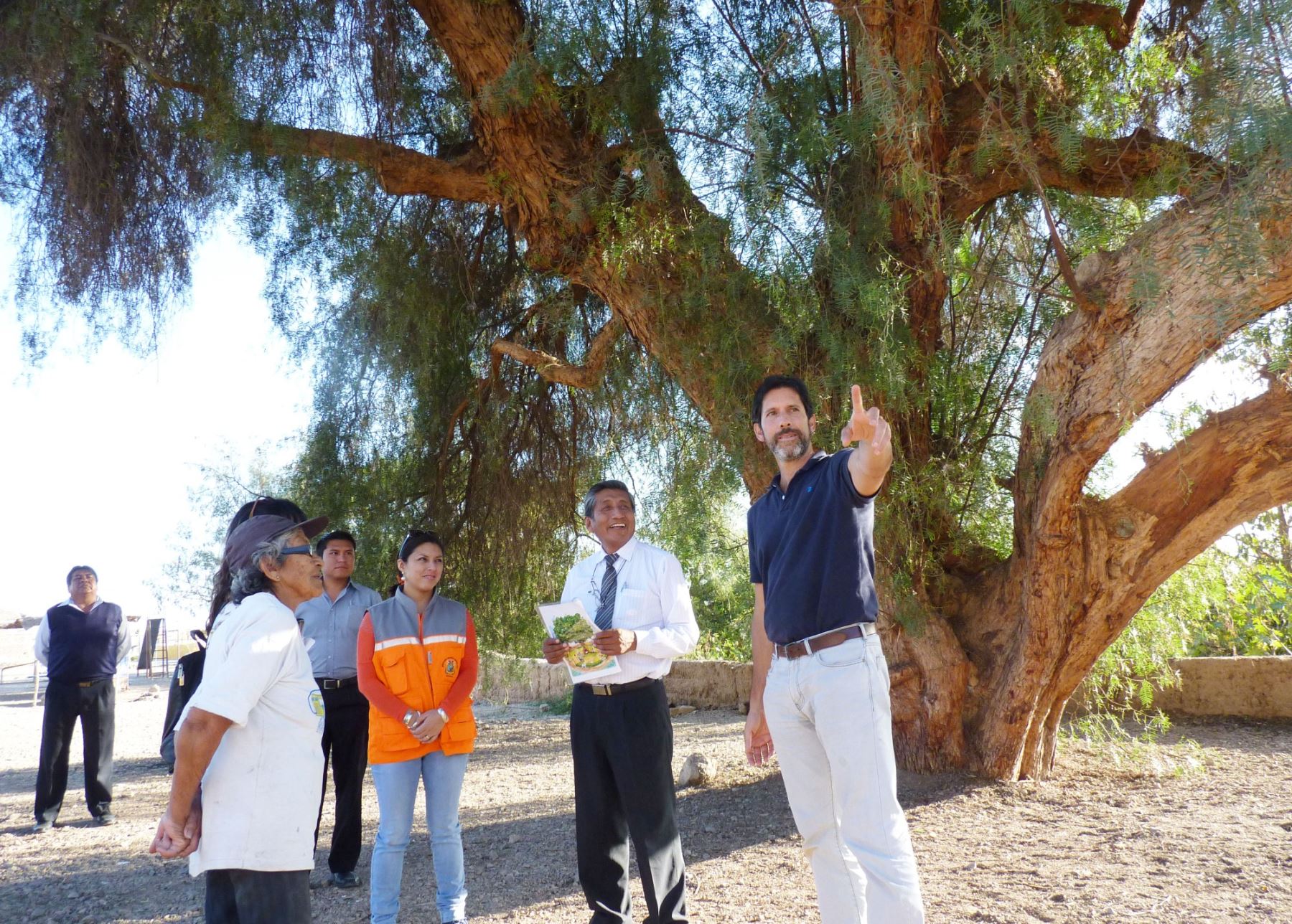 Lanzarán campaña de árboles monumentales en Moquegua.