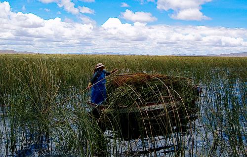 La totora es una de las especies de plantas que ayudan en el tratamiento de aguas residuales.