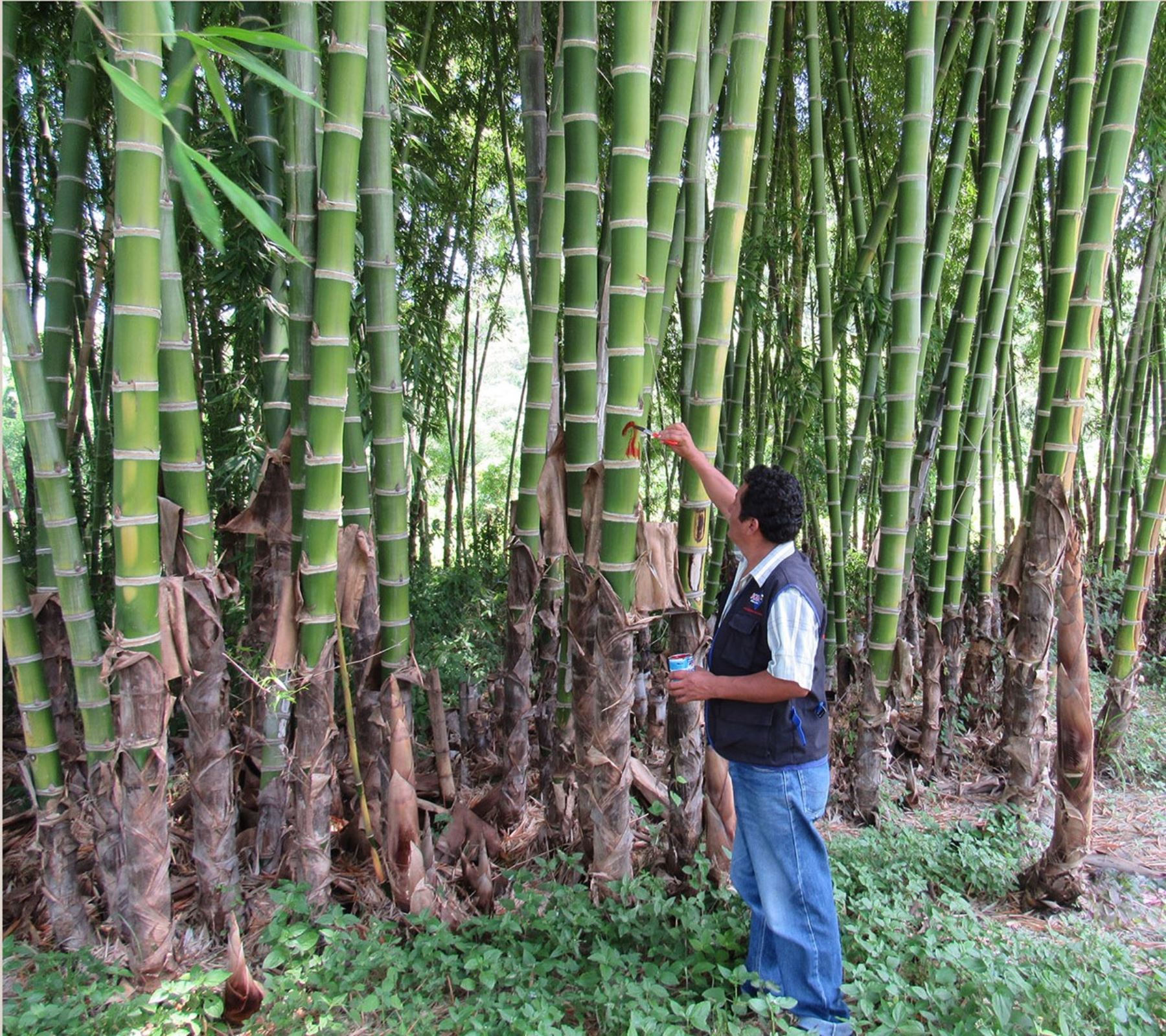 Comunidades piuranas apuestas por plantaciones de caña de Guayaquil.