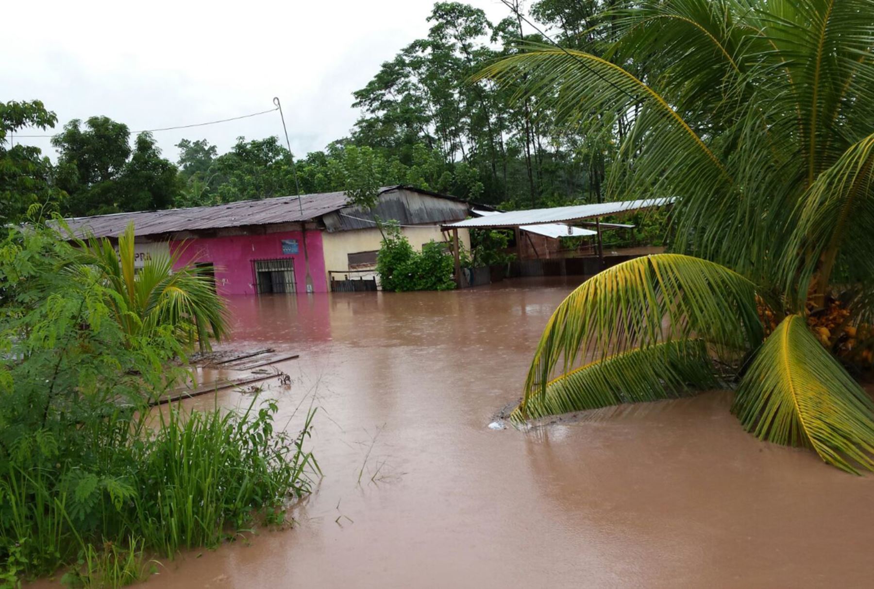 Desborde de ríos en región San Martín dejan varias familias damnificadas al inundar sus viviendas.