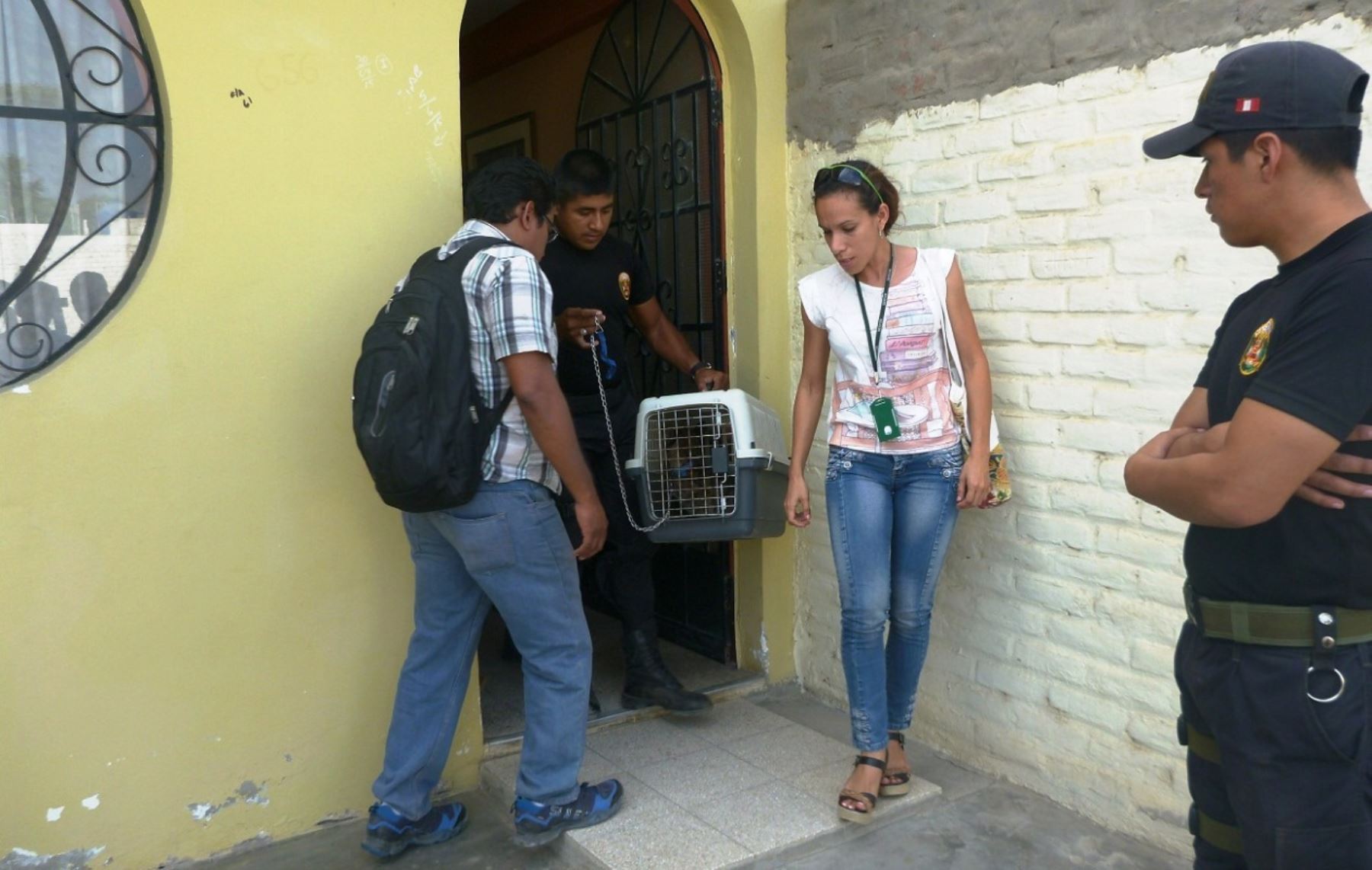 Personal del Serfor y de la Policía rescataron al puma cachorro de interior de una vivienda en Sullana. ANDINA