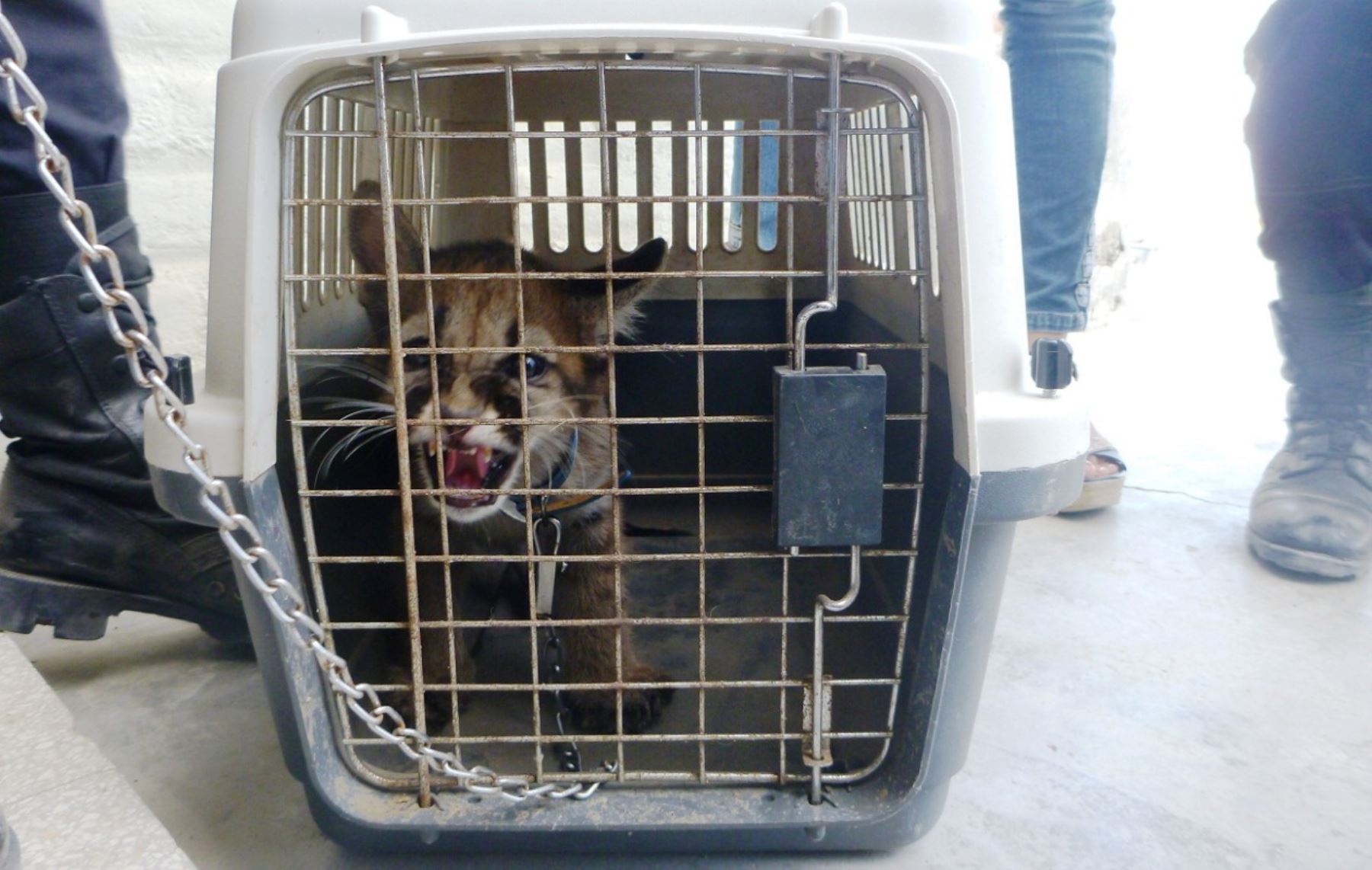El puma cachorro vivía en pésimas condiciones en interior de vivienda en Sullana. ANDINA