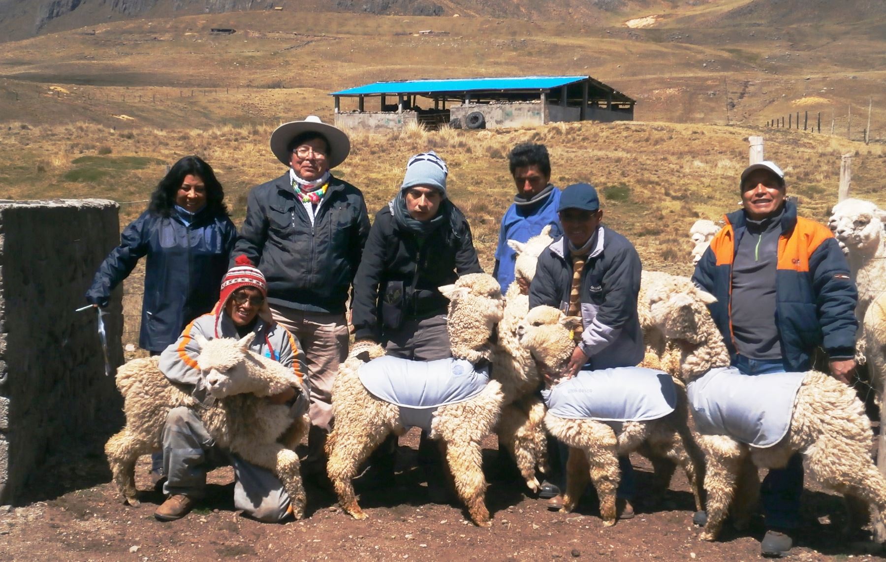 Proyecto plantea el uso de chalecos térmicos para proteger a las crías de alpaca ante las heladas en zonas altoandinas.