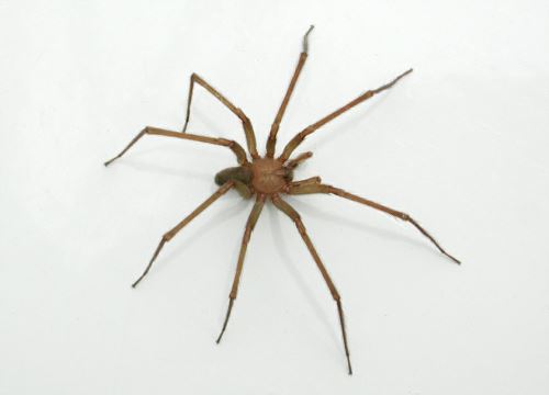 Si bien estos animales son peligrosos, su instinto los hace huir del ser humano. Foto: Difusión.