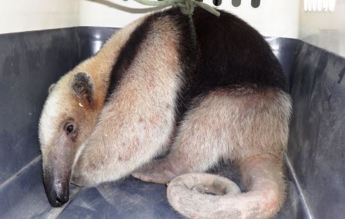 Un oso hormiguero fue hallado por las autoridades en una carretera de Piura, aparentemente escapó de sus captores. ANDINA