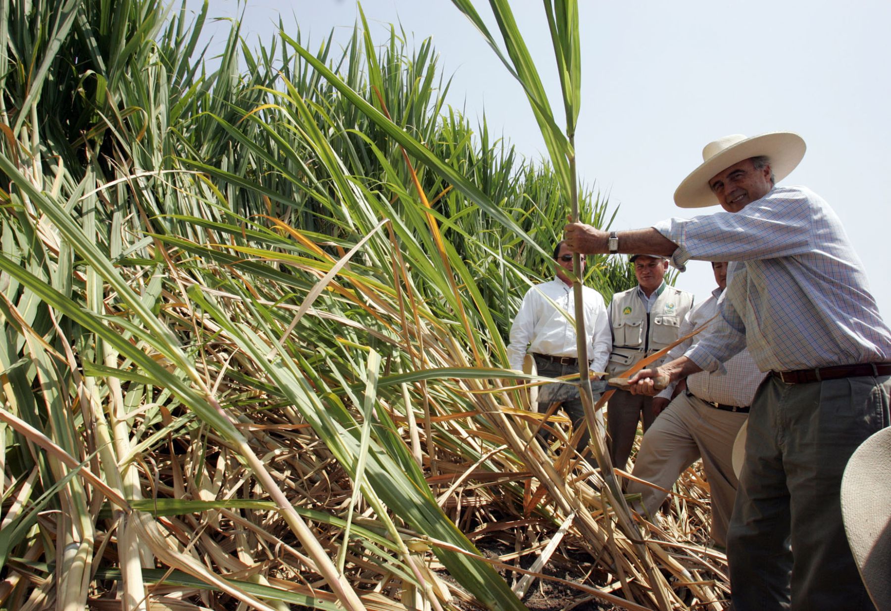 Etanol en base a cultivo de caña de azucar. Foto: ANDINA/ Archivo
