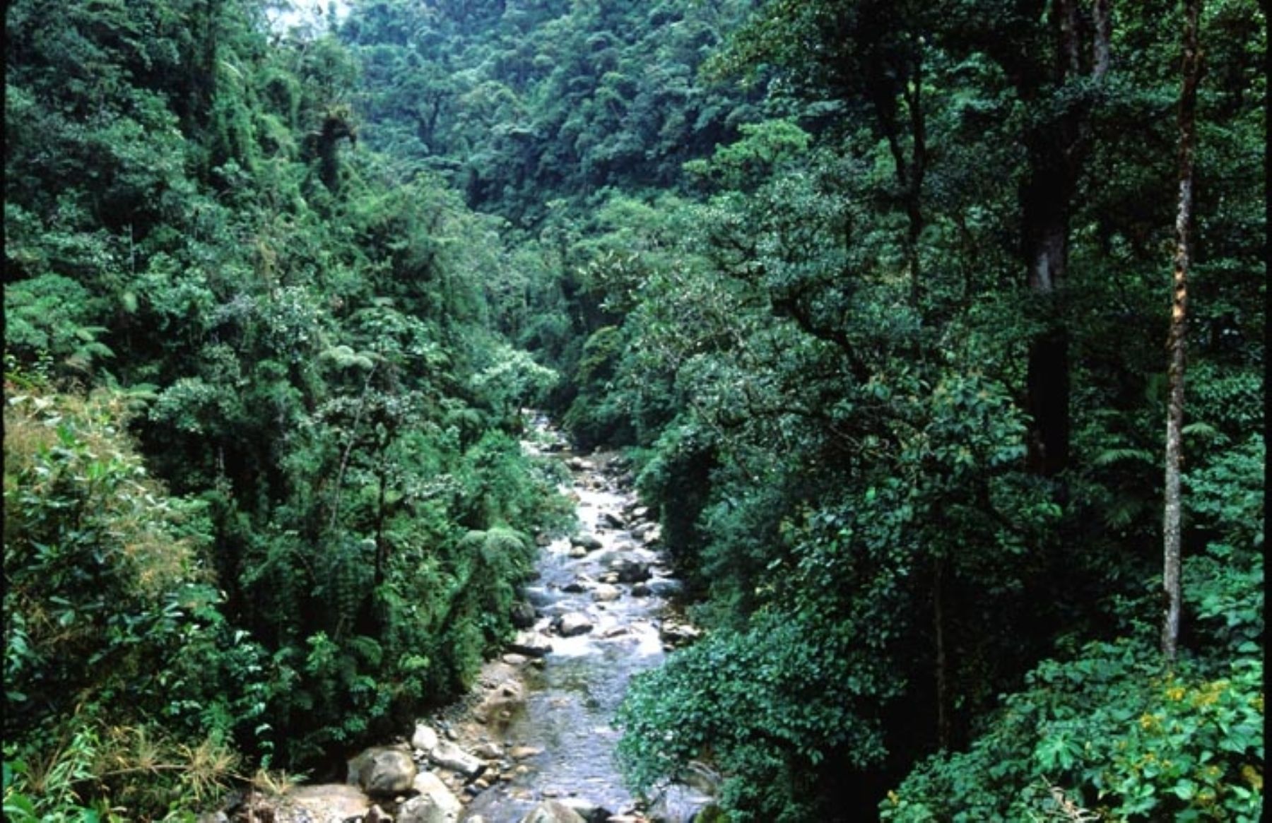 Bosque Nublado en Cusco. Foto: ANDINA / Inrena.