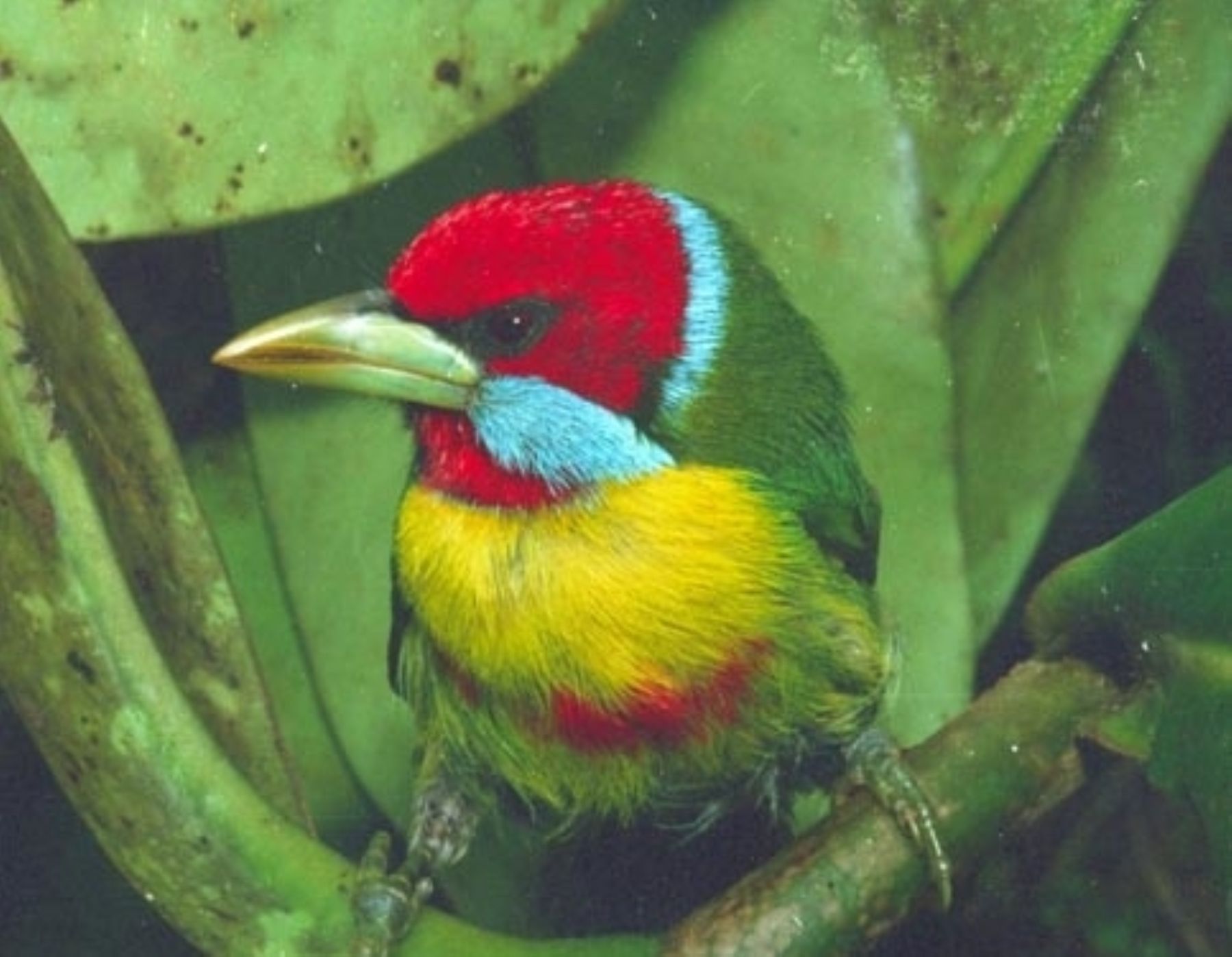 Eubucco Versicolor, ave que habita en el Bosque Nublado, en el Cusco. Foto: ANDINA / Inrena.