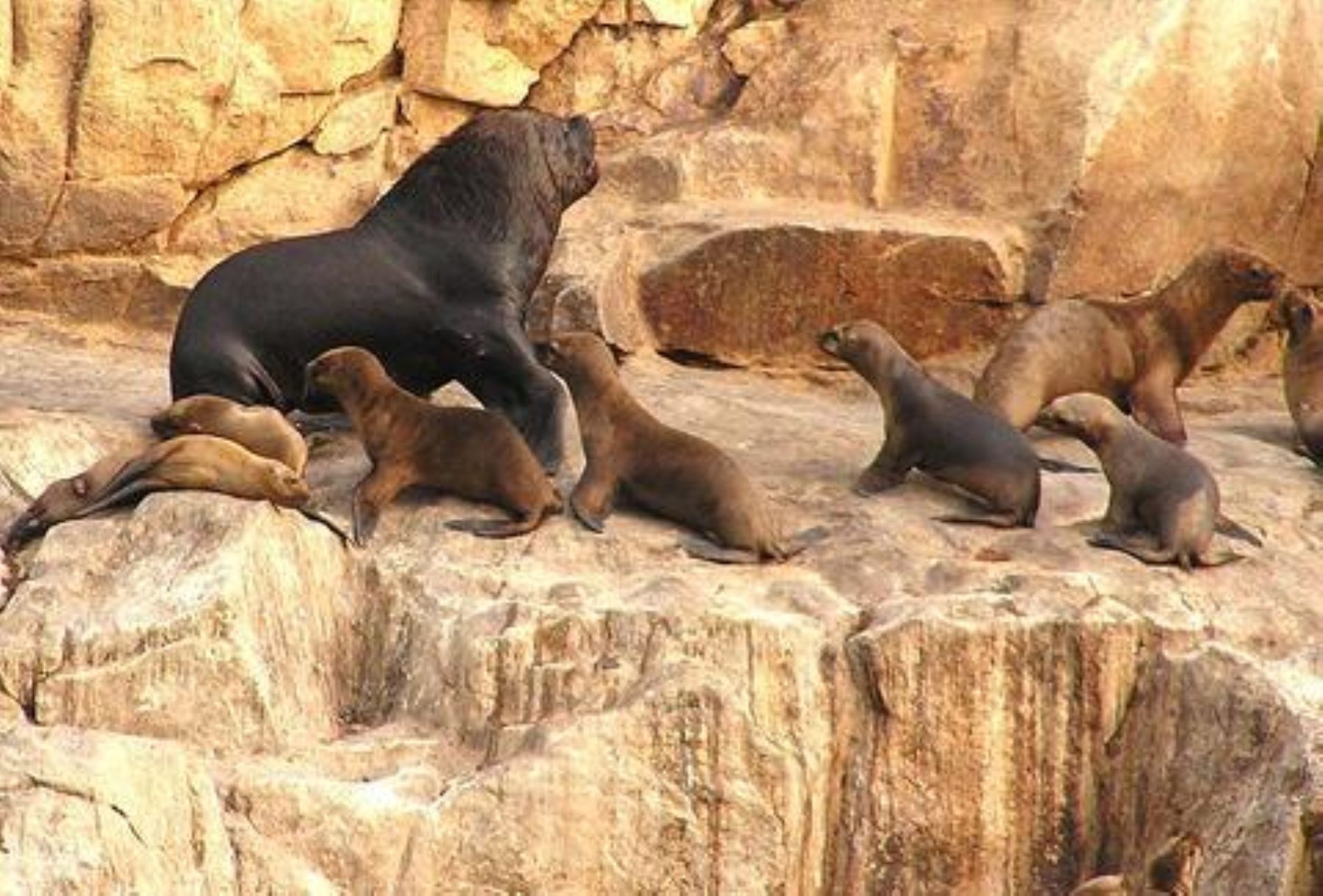 Sea wolves in Paracas National Reserve. Photo: ANDINA/ Difusión.