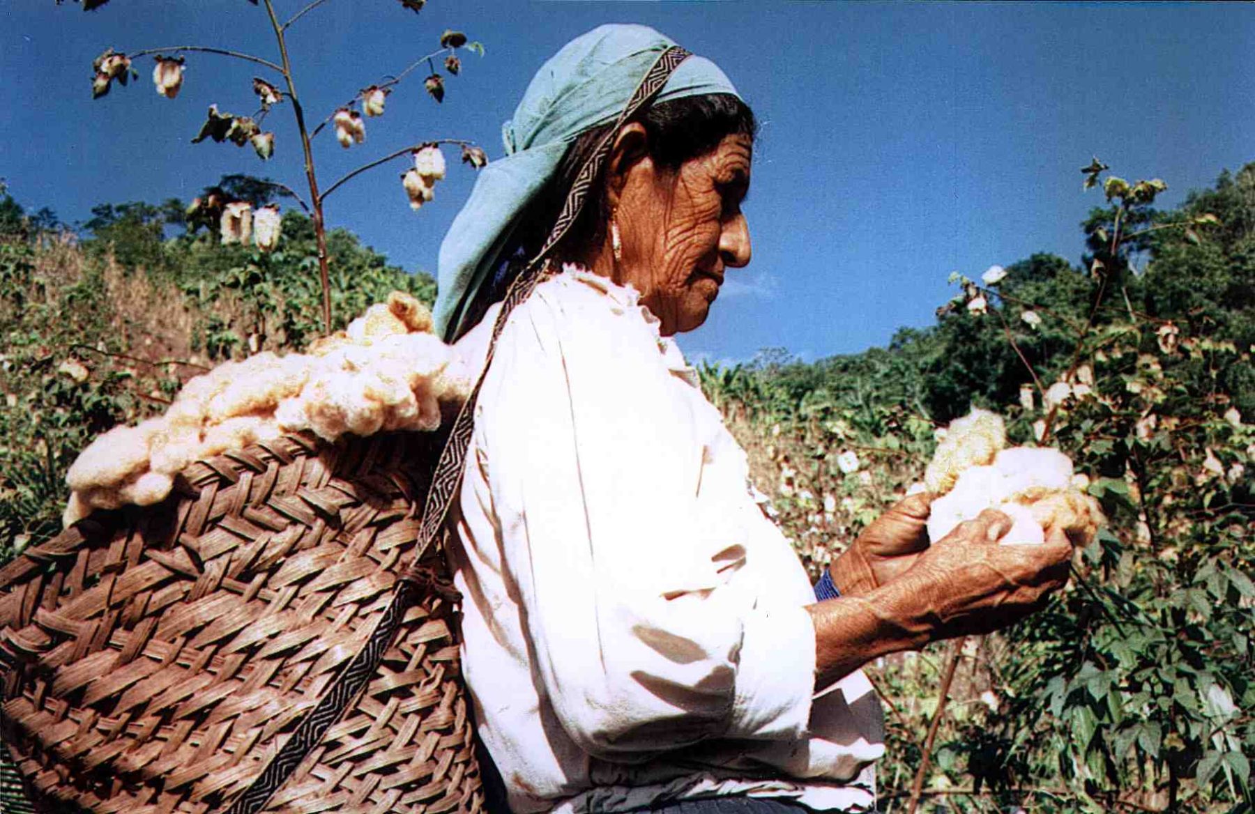 Productores algodoneros. Foto: ANDINA/archivo