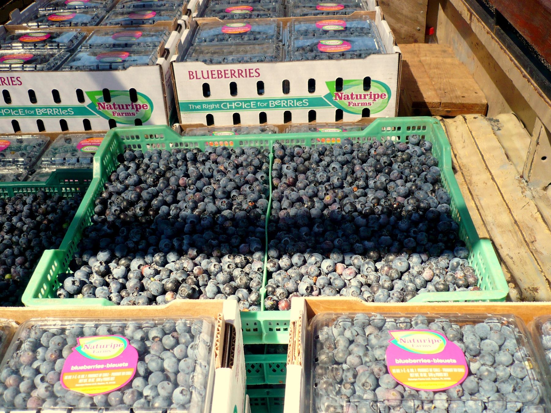 Arándanos (blue berry) de exportación. Foto: ANDINA/Difusión.