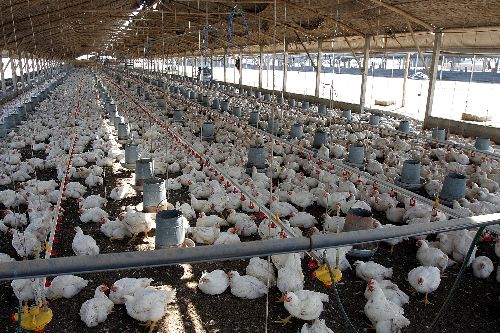 Granja de pollos. Foto: ANDINA/archivo