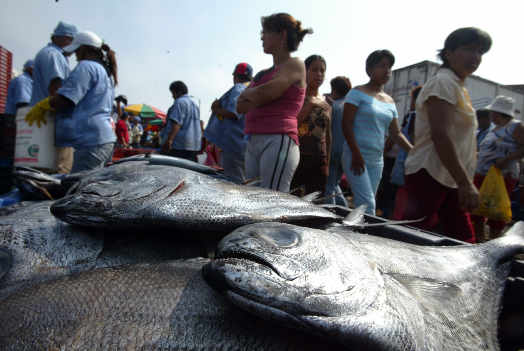 Venta de productos hidrobiológicos en Semana Santa en el Terminal pesquero de Ventanilla. Foto: ANDINA / Alberto Orbegoso
