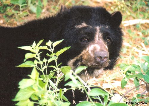 Foto: ANDINA/Archivo.