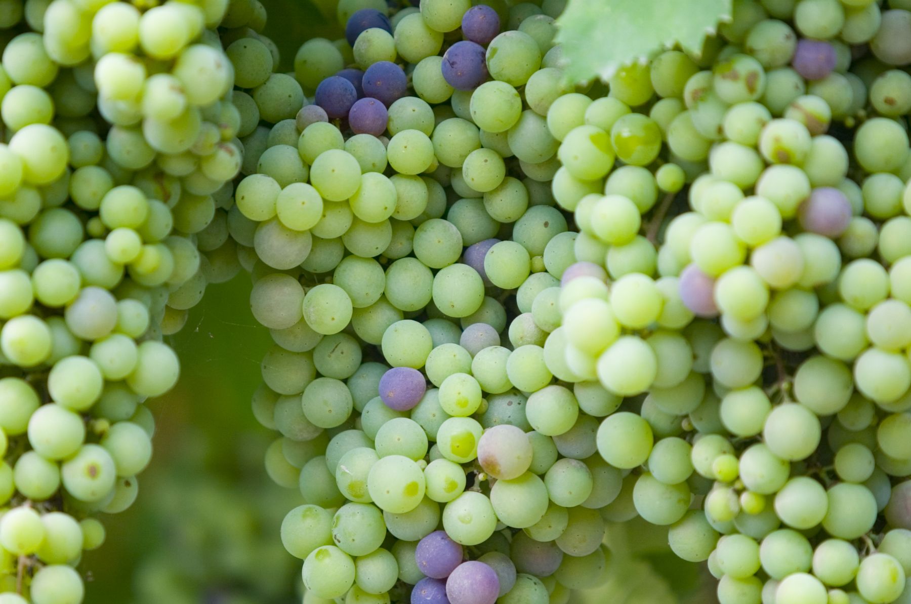 Grapes. Photo: ANDINA/Archive