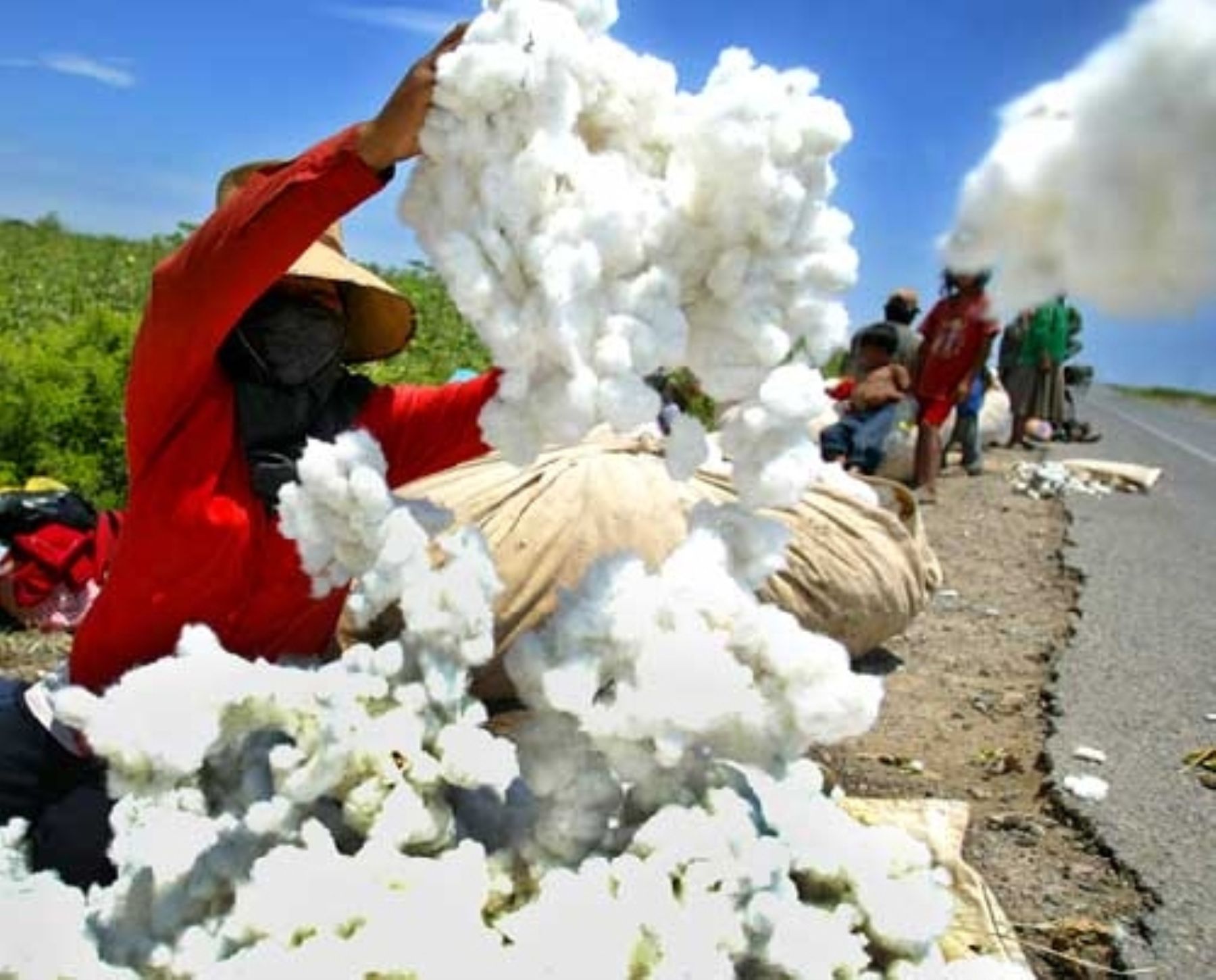 Tiempo Agrario I Prepárate para producir mejor Senasa restableció permisos  fitosanitarios para importar fibra de algodón de la India