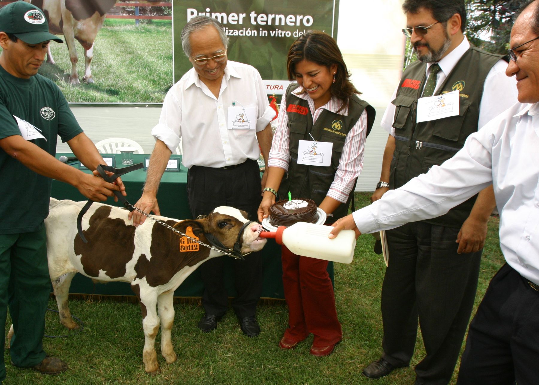 Presentan a primer ternero nacido por fertilización in vitro del Peru. Foto:ANDINA/ Victor Palomino.