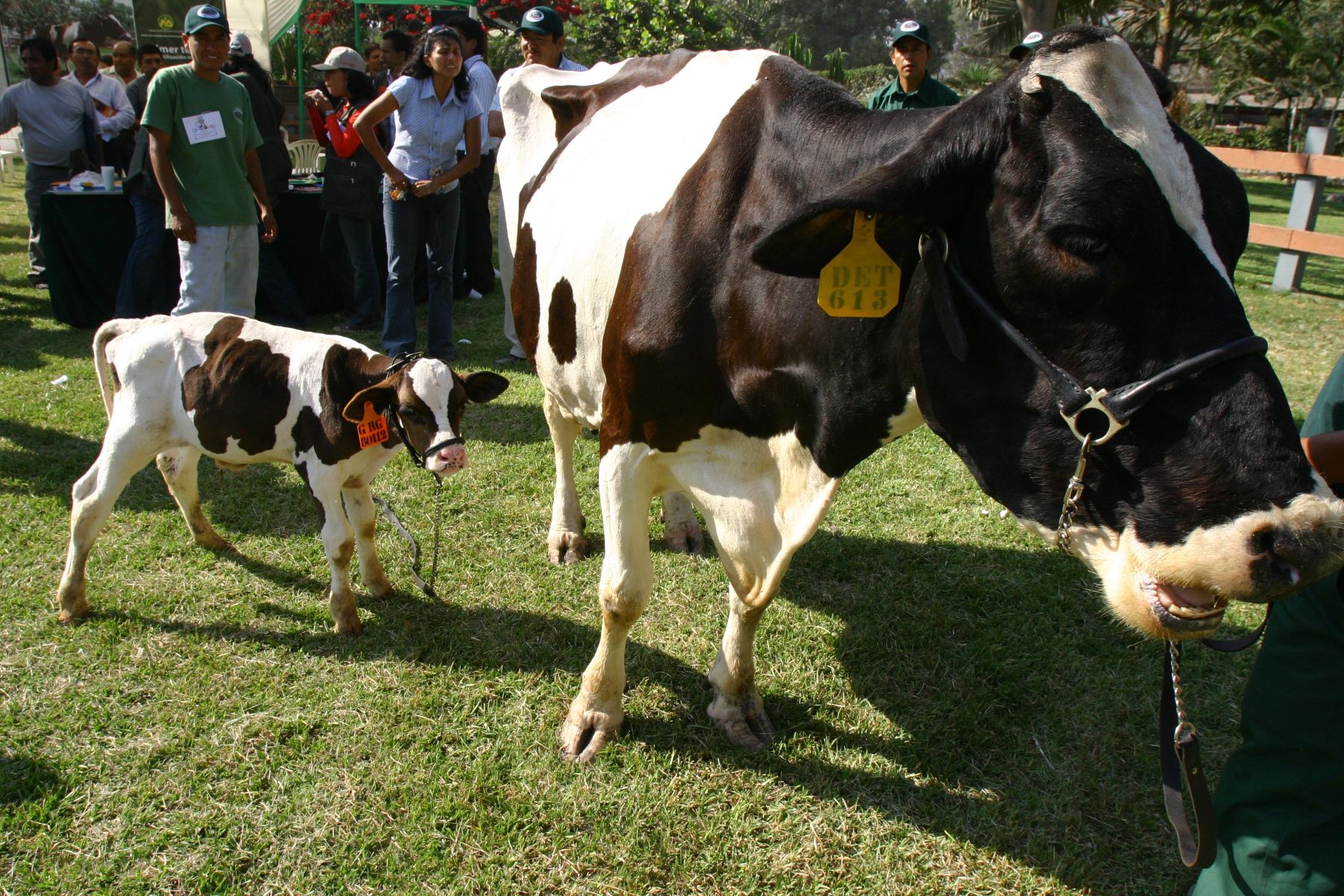 Presentan a primer ternero nacido por fertilización in vitro del Peru. Foto:ANDINA/ Victor Palomino.