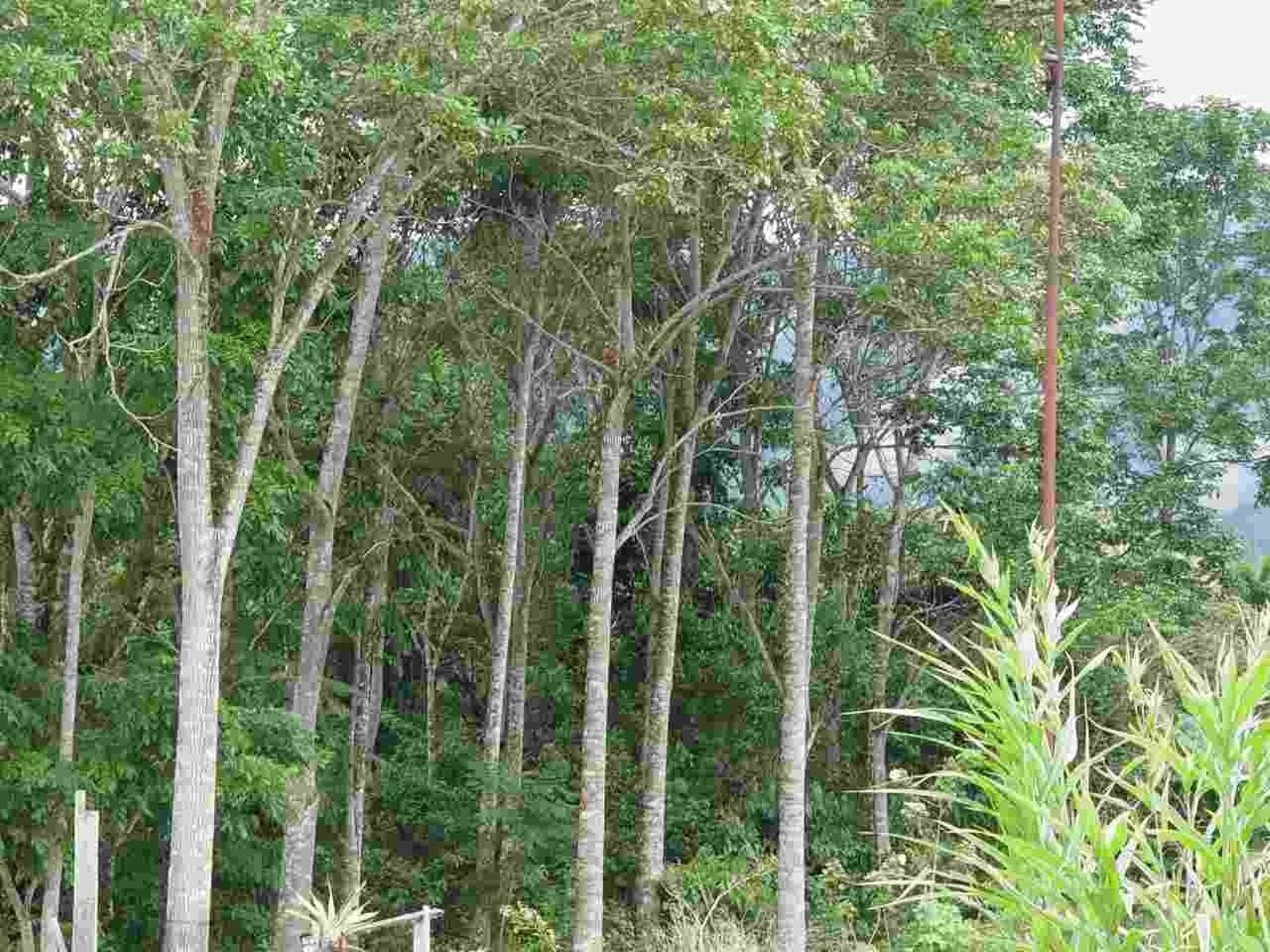 Mahogany trees in Peru. Photo: ANDINA/ Difusión