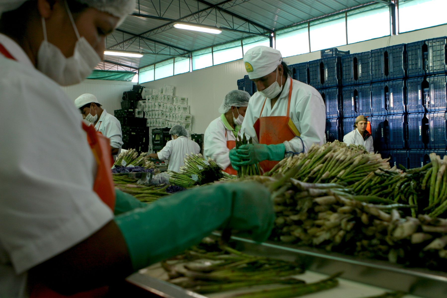 Peruvian asparagus exports. Photo: ANDINA/ archivo