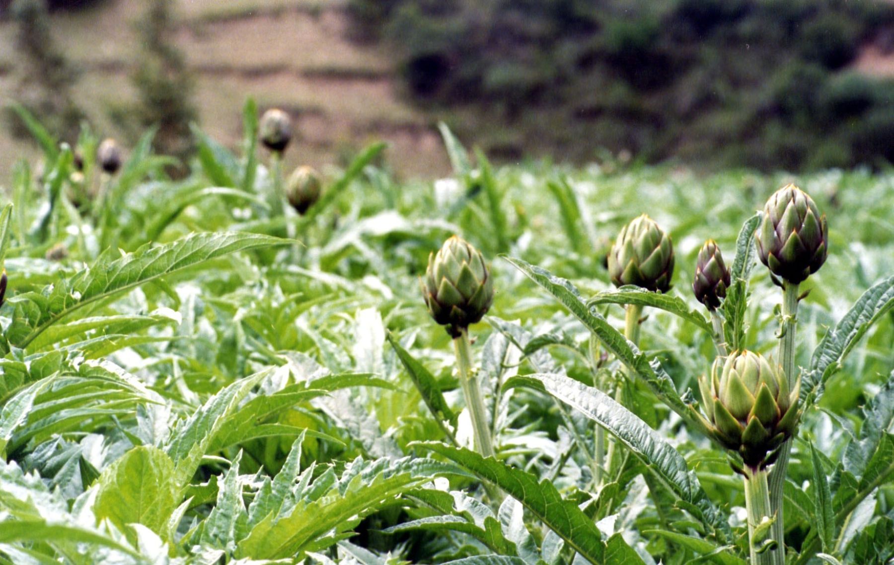 Hectáreas de alcachofa. Foto: ANDINA/ Archivo