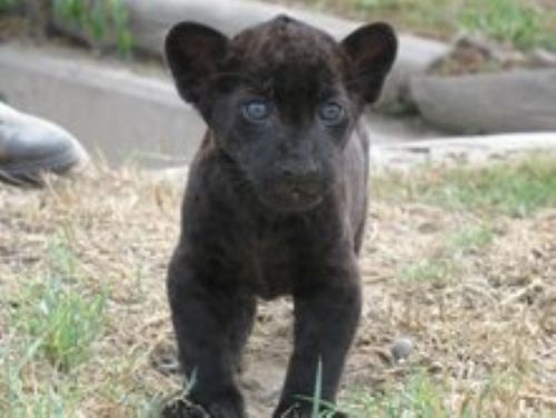 El otorongo bebé que se ha convertido en el atractivo del zoológico aún no tiene nombre. Foto:Andina/Parque Huachipa