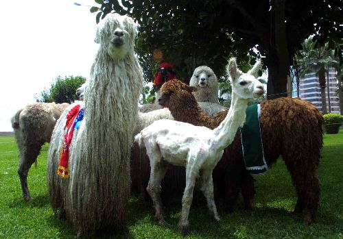 Alpaca
