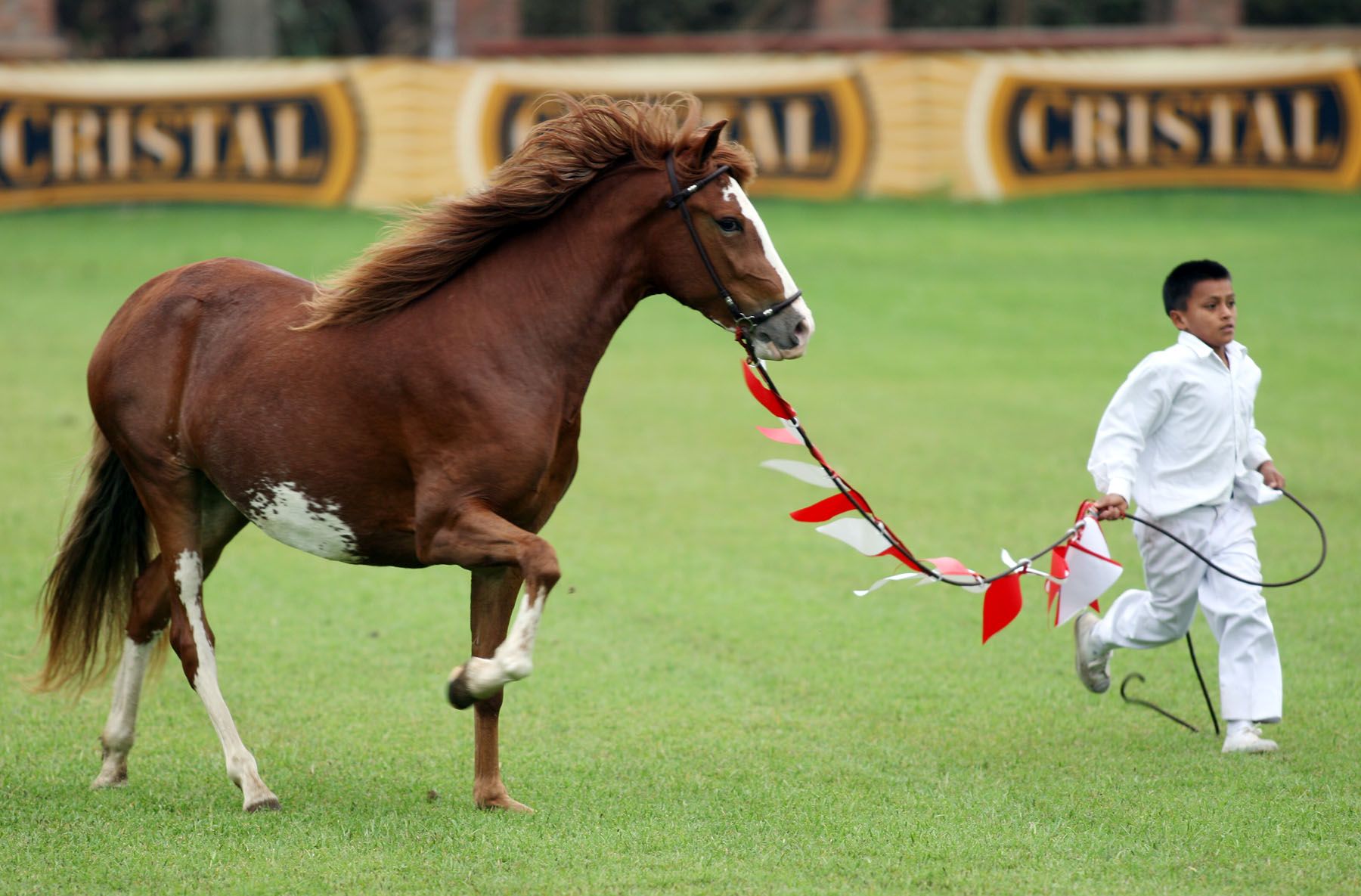 Exhibición de caballos de paso en Mamacona. Foto:ANDINA/Carlos Lezama