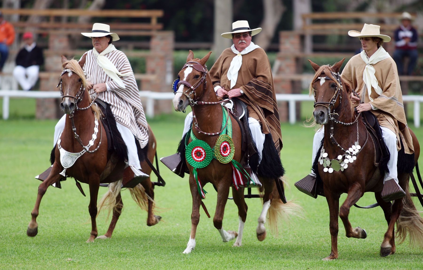 Exhibición de caballos de paso en Mamacona. Foto:ANDINA/Carlos Lezama
