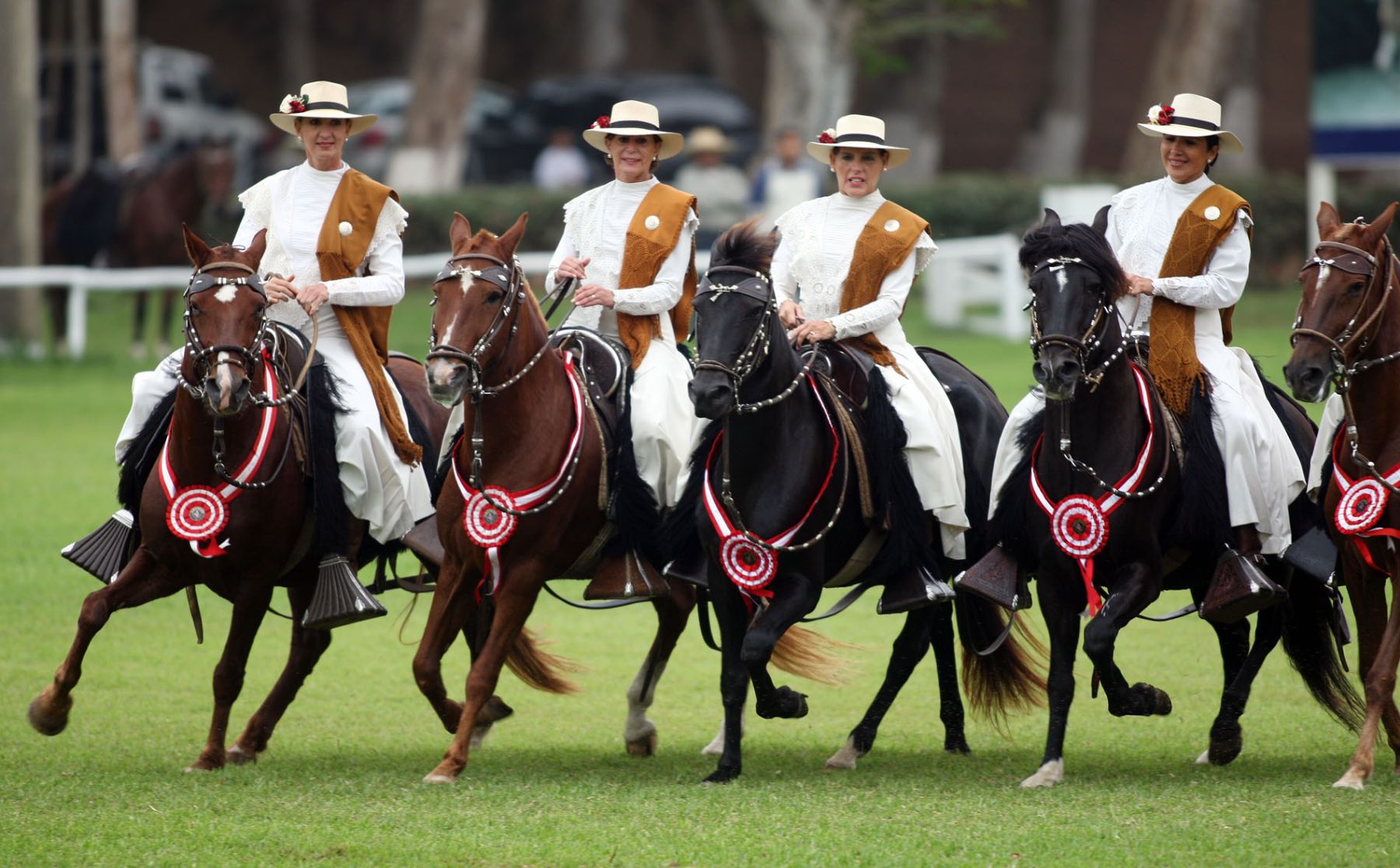 Exhibicion de caballos de paso.Foto:ANDINA/Carlos Lezama