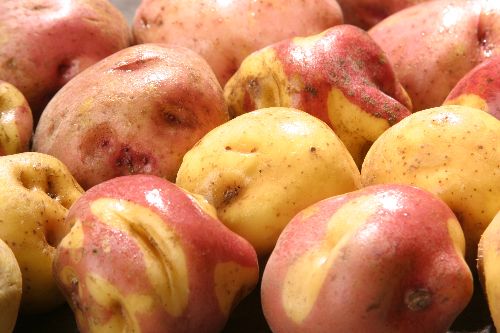 Toman medidas para absorber sobreproducción de papas. Foto: ANDINA/Difusión