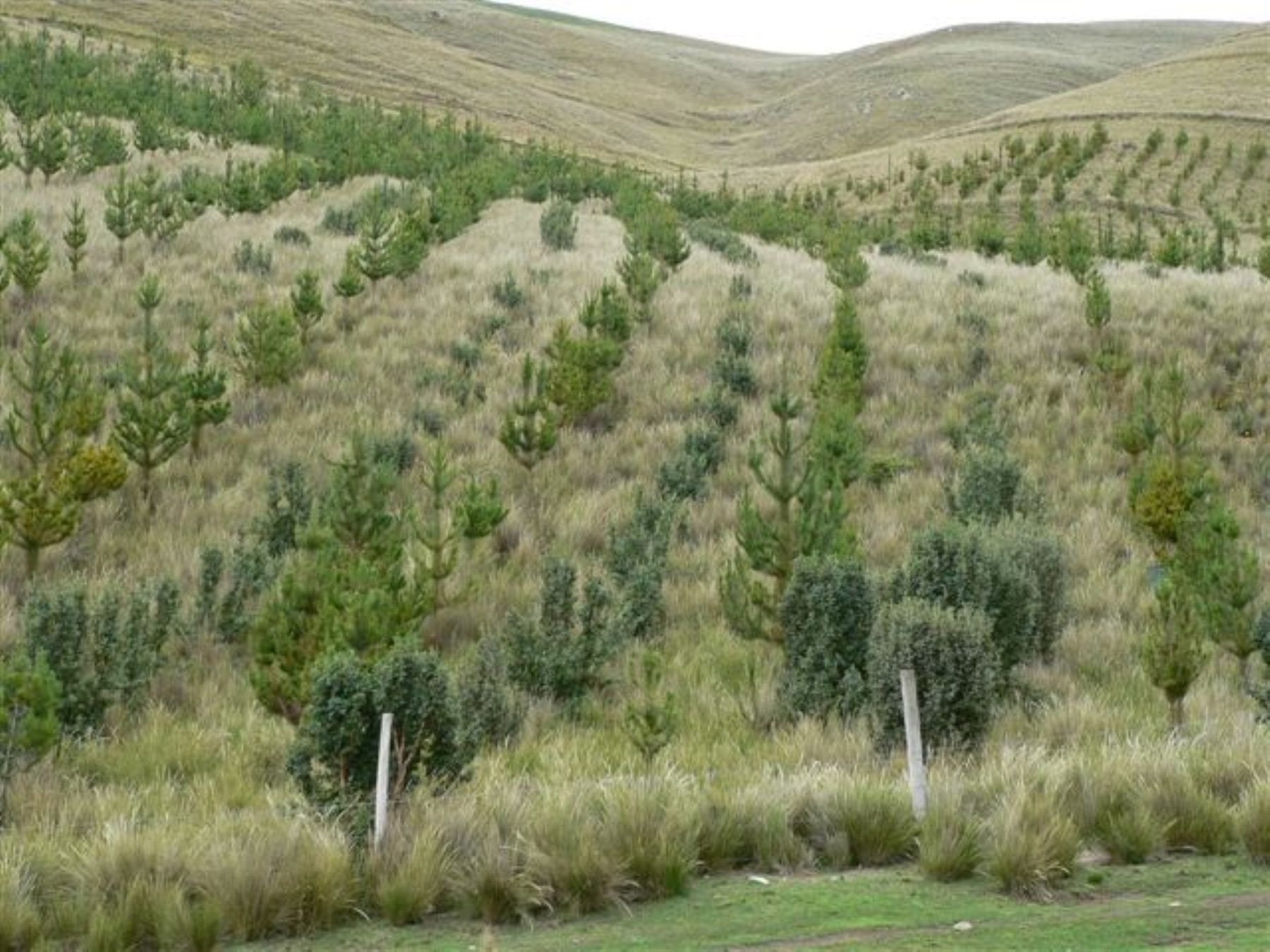 Perú presentará proyectos de reforestación en cumbre climática COP26