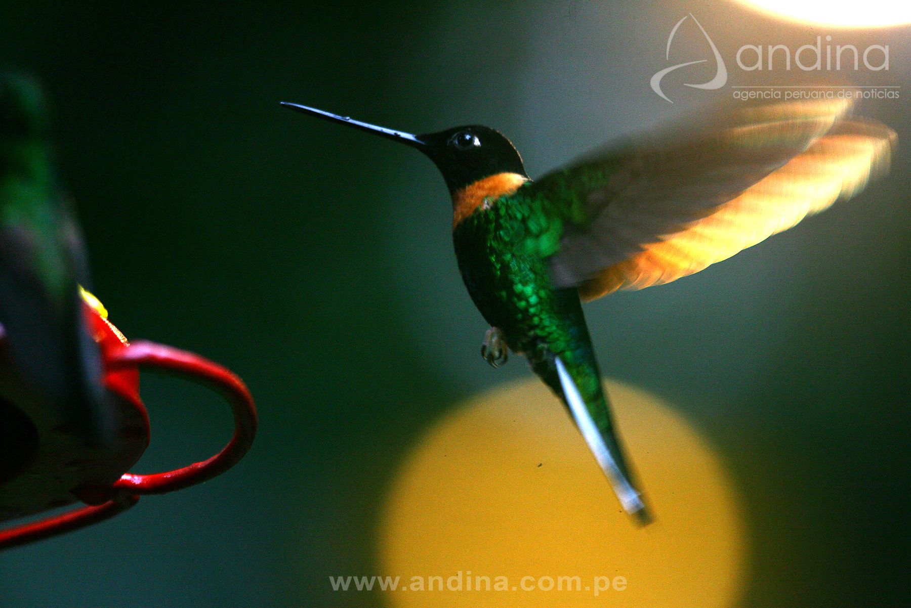 Colibrí