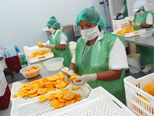 Mangos de exportación. Foto: Cortesía
