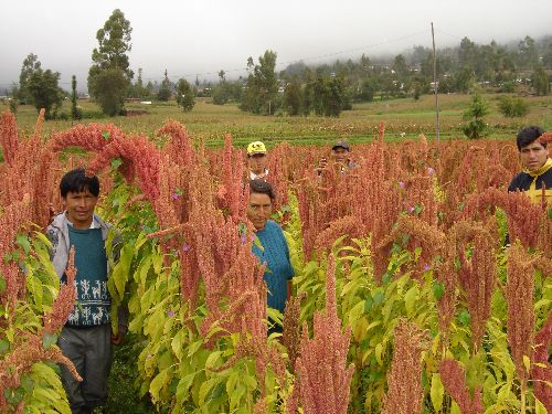 Plantaciones de kiwicha. Foto: cortesía