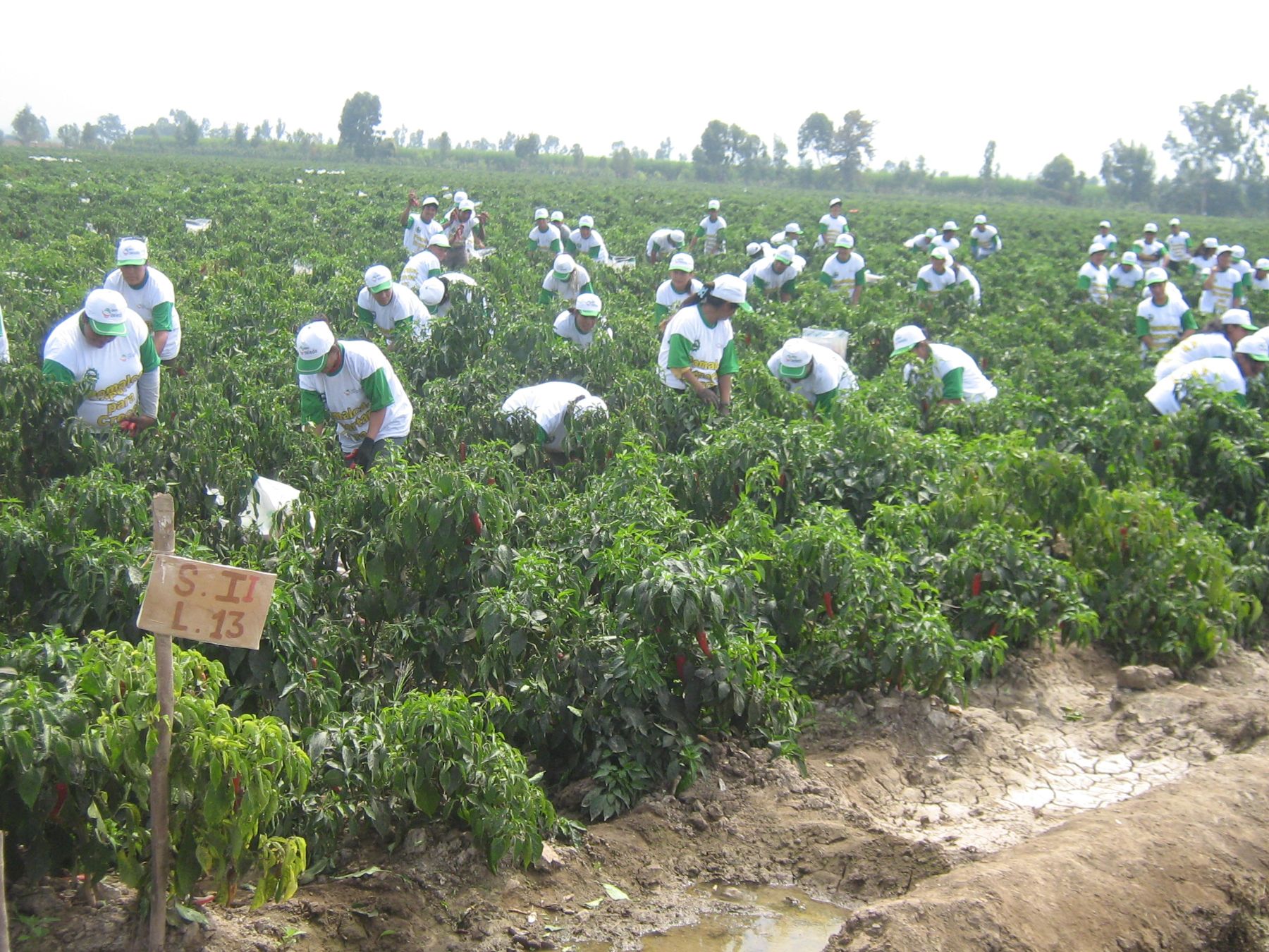 Cosecha de guajillo en Pomalca (Lambayeque). Foto: Pomalca.