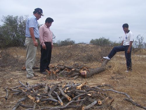 Tala indiscriminada de bosques secos de Mórrope. Foto: ANDINA / Archivo / Gobierno regional de Lambayeque.