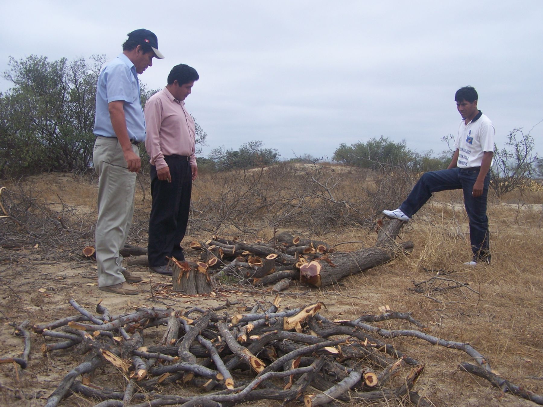 Autoridades verifican tala indiscriminada de bosques secos en Lambayeque |  Noticias | Agencia Peruana de Noticias Andina